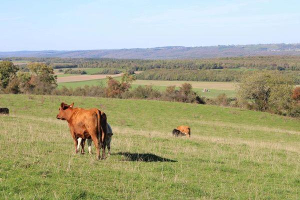 Au Chant Du Coq Wancennes Eksteriør bilde